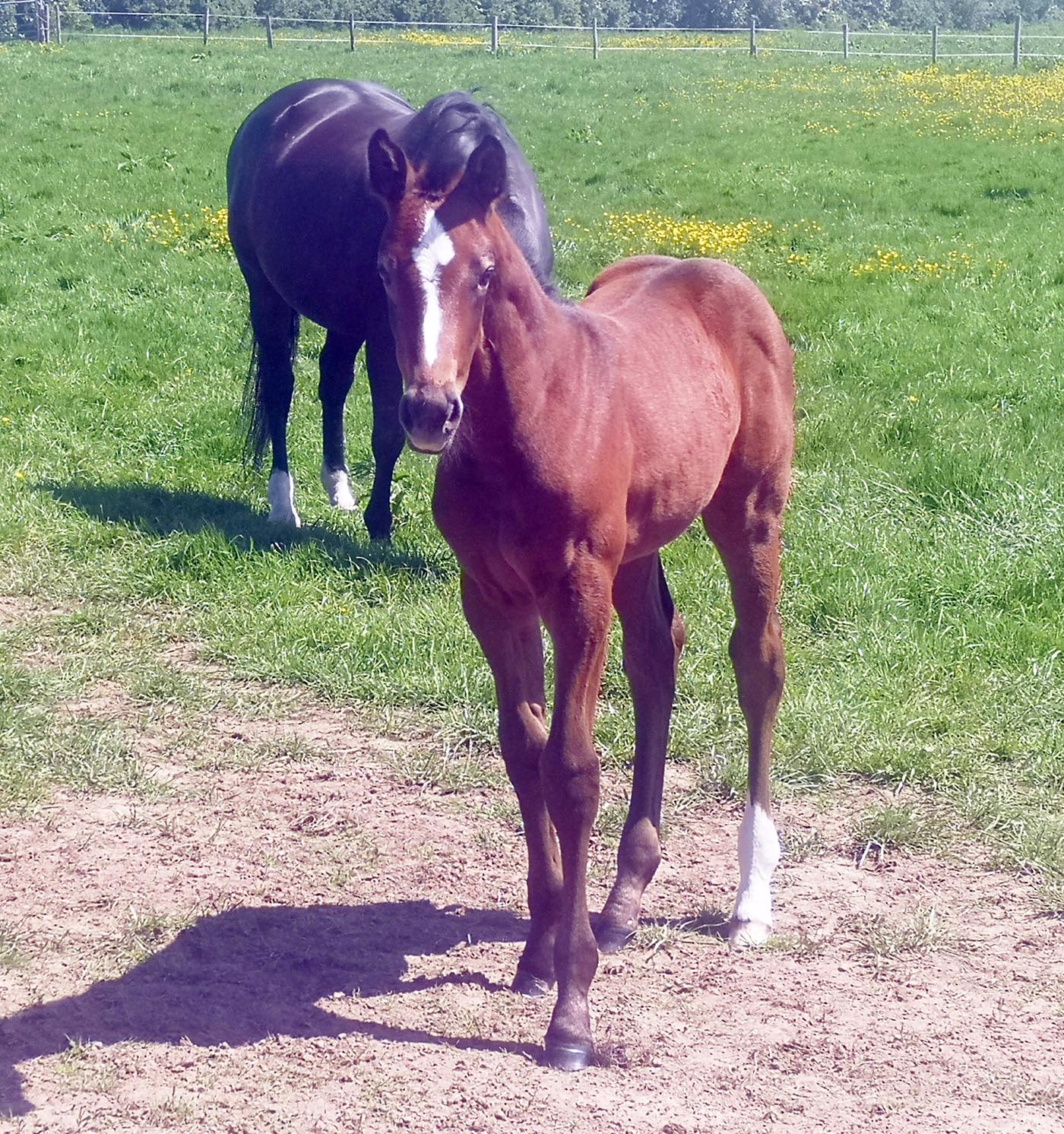 Crocodile Dundy Z x Sandros Whisker - 2021 Warmblood Foal